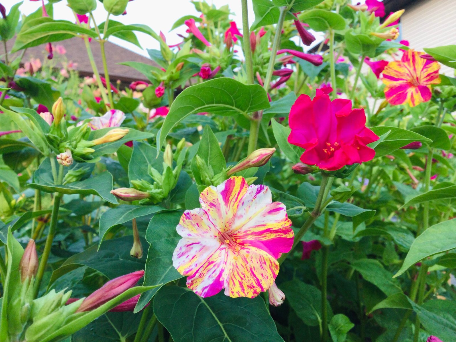 Marvel of Peru Flower Seeds - Image 6