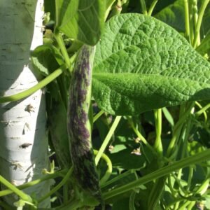 Marmorierter Mond Pole Bean Seeds