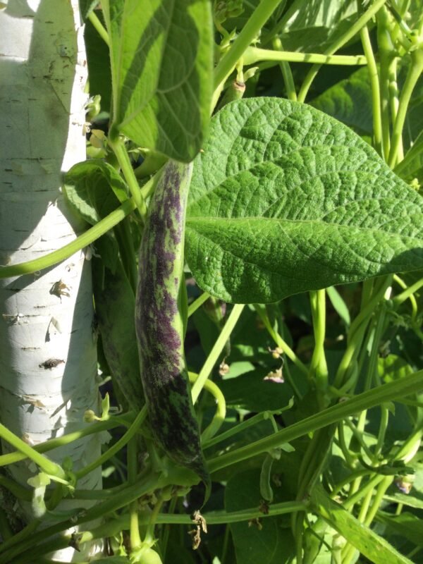 Marmorierter Mond Pole Bean Seeds