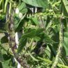 North Carolina Pole Bean Seeds