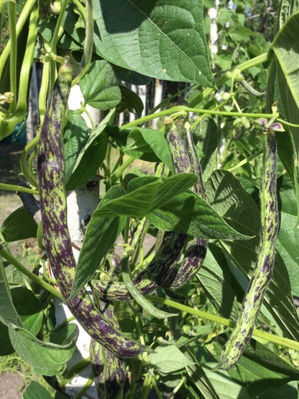 North Carolina Pole Bean Seeds