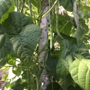 Cumberland Heritage Pole Bean Seeds