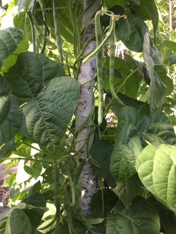 Cumberland Heritage Pole Bean Seeds