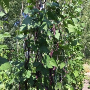 Dow Purple Pod Pole Bean Seeds