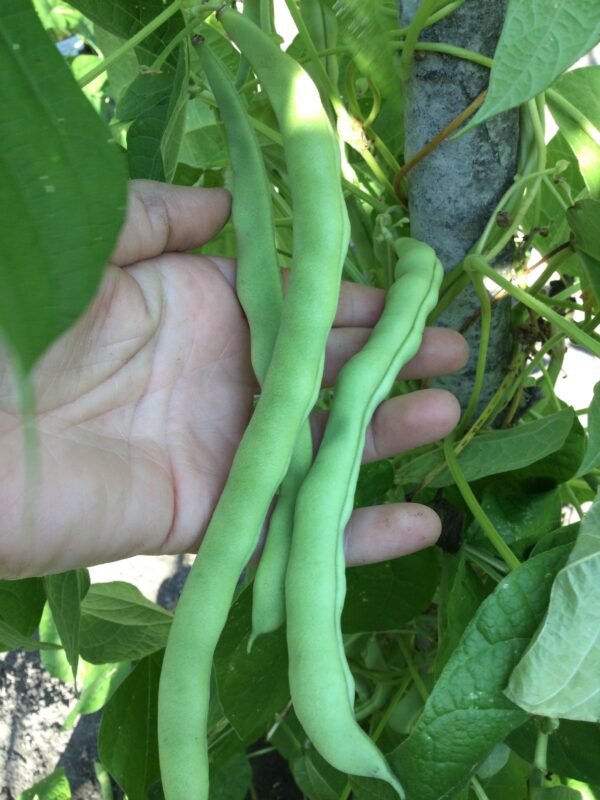 Mongeta Tendre de la Senyorita Pole Bean Seeds