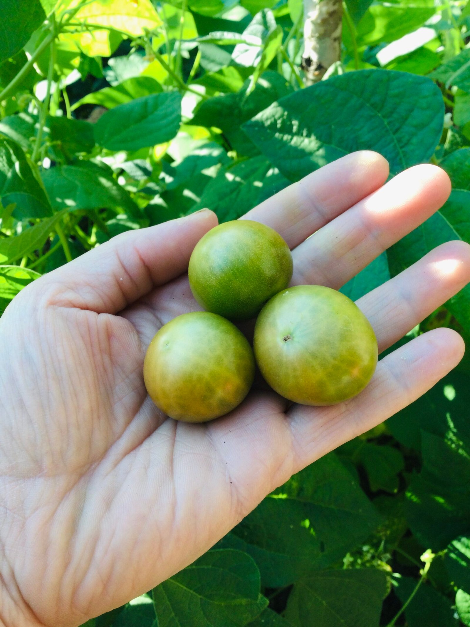 Green Krim Cherry Tomato Seeds - Image 3