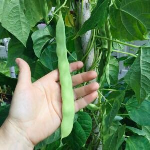 Largo Verde Cornetto Pole Bean Seeds