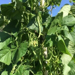 Nickell Pole Bean Seeds