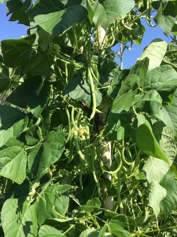 Nickell Pole Bean Seeds