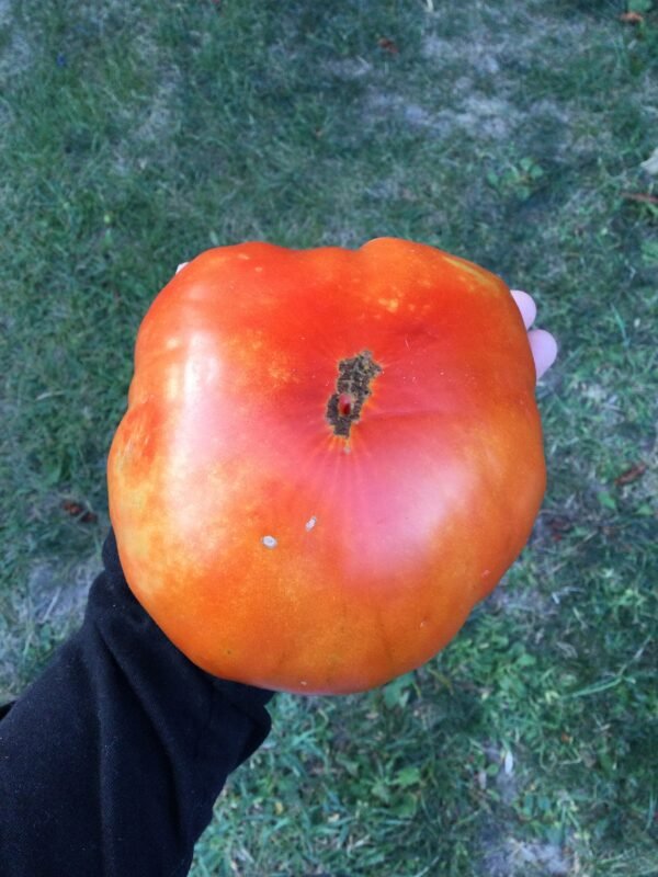 Minusinskiy Lev Tomato Seeds