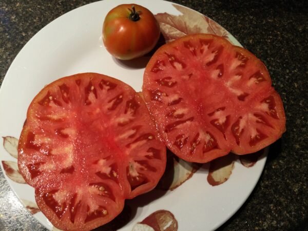 Minusinskiy Lev Tomato Seeds