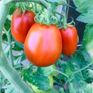 A’s Mini Mouse Tomato Seeds