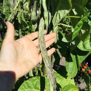 Blue Sword Pole Bean Seeds
