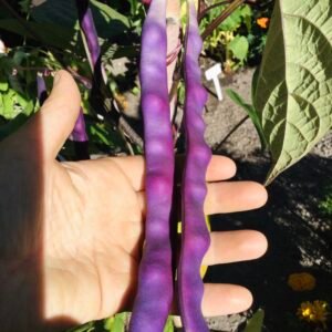 Tennessee Indian Purple Pod Pole Bean Seeds