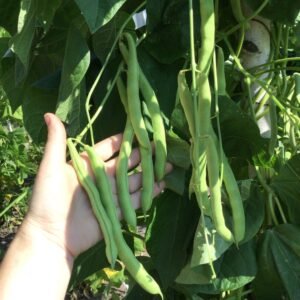 Champagne Pole Bean Seeds