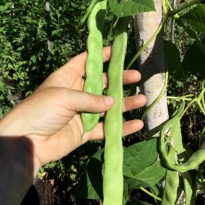 Pisterzo Pole Bean Seeds