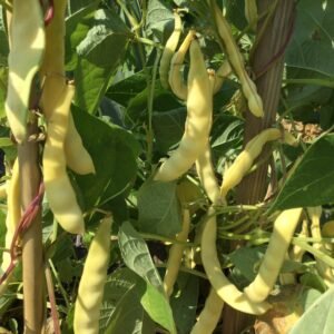 Mazlenk Rumen Visok II Pole Bean Seeds