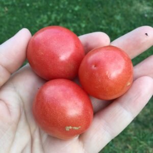 Shimofuri Variegated Tomato Seeds