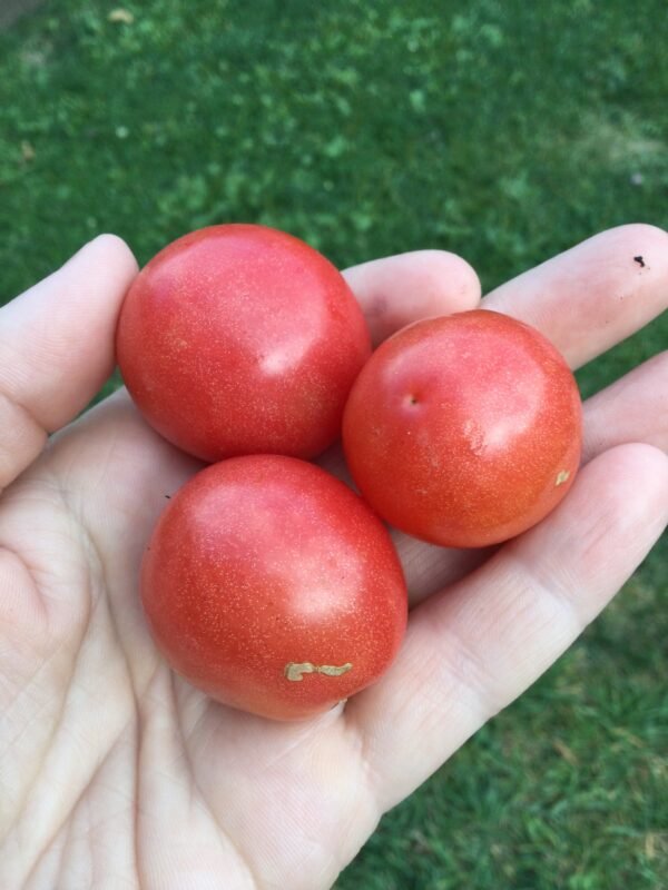 Shimofuri Variegated Tomato Seeds