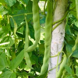 Vitalis Pole Bean Seeds
