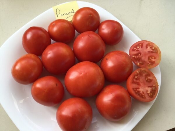 Poranek Tomato Seeds