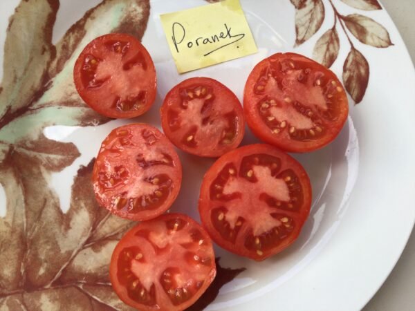 Poranek Tomato Seeds