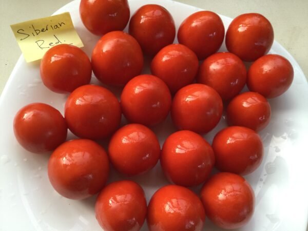 Siberian Red Tomato Seeds