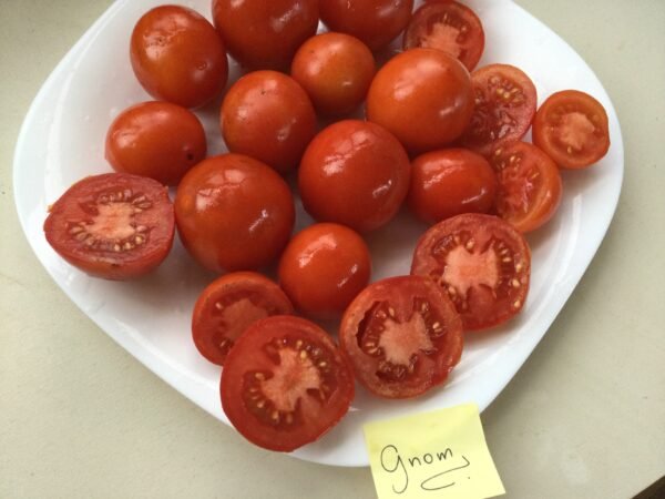 Gnom Tomato Seeds