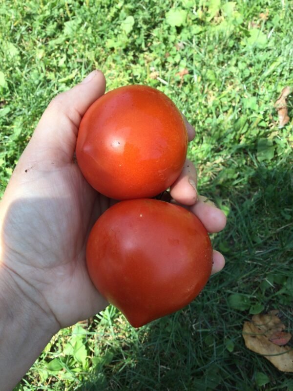 Bishop's Castle Tomato Seeds