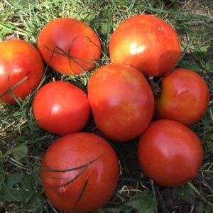 Bishop's Castle Tomato Seeds