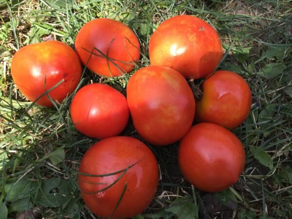 Bishop's Castle Tomato Seeds