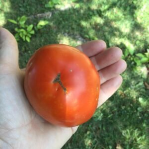 Broody Hen Tomato Seeds