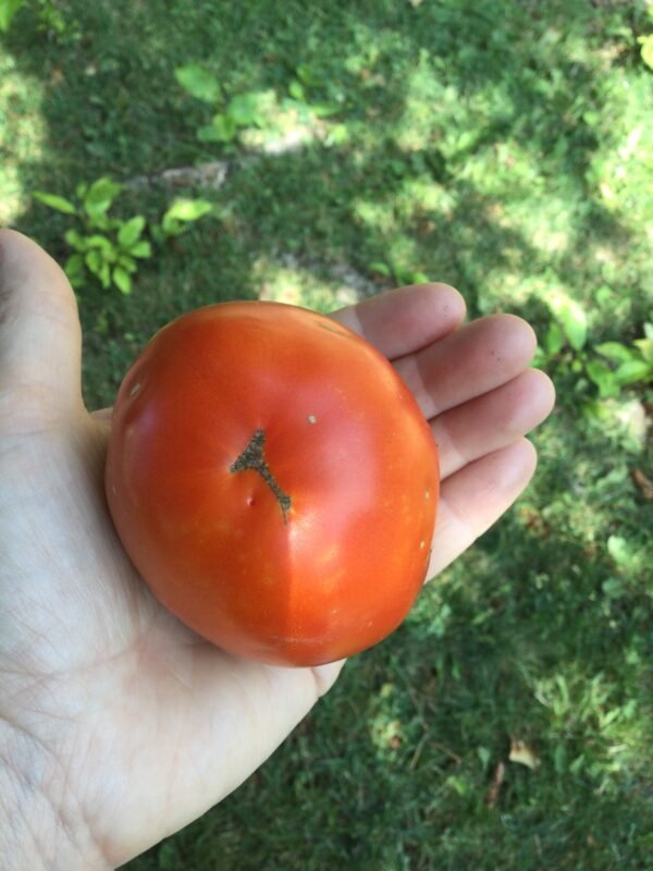 Broody Hen Tomato Seeds