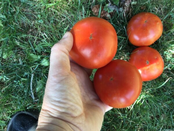 Shchelkovskiy Ranniy Tomato Seeds