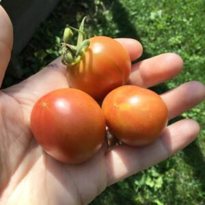 Karma Miracle Cherry Tomato Seeds