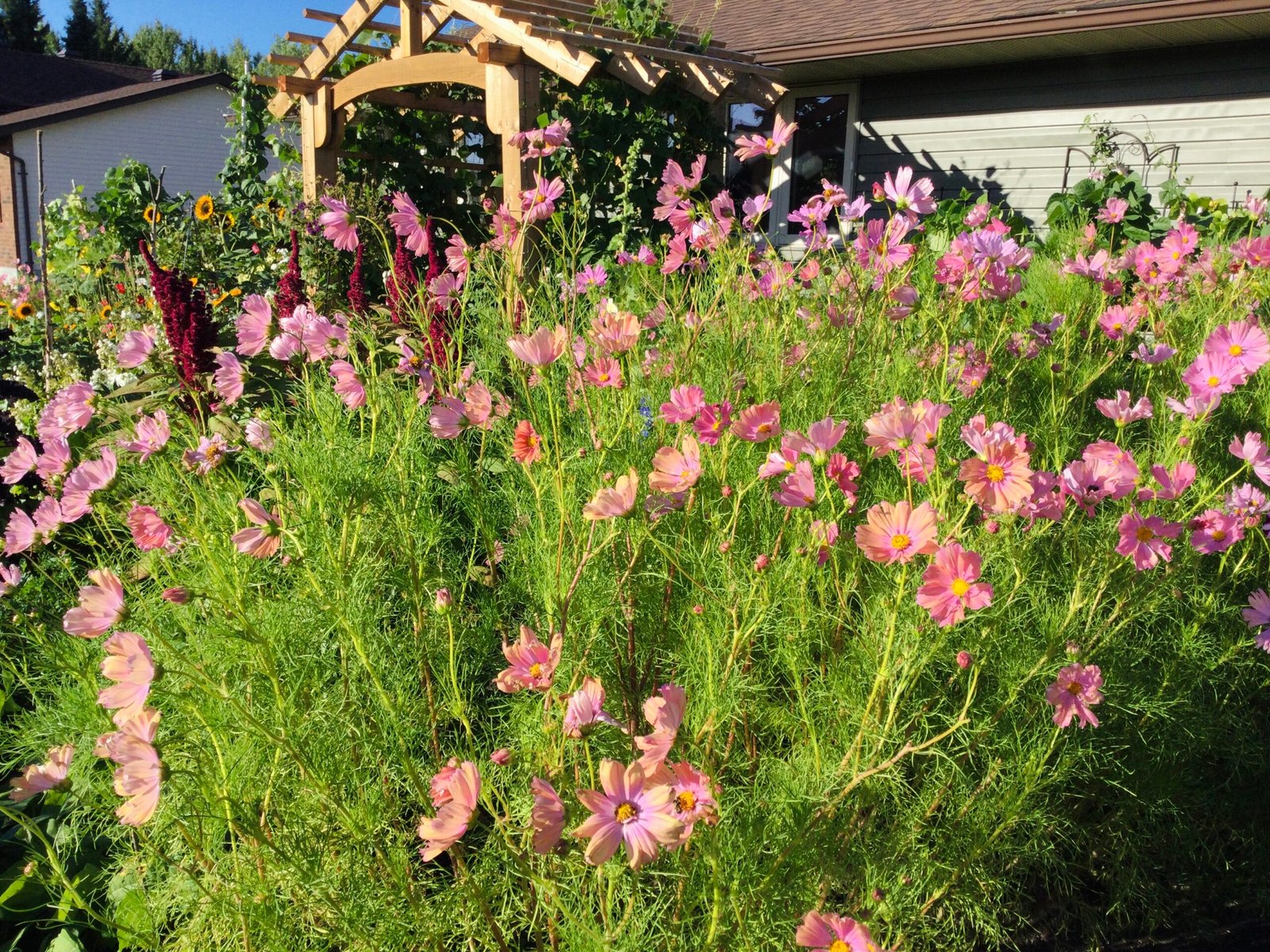 Apricotta Cosmos Seeds - Image 2