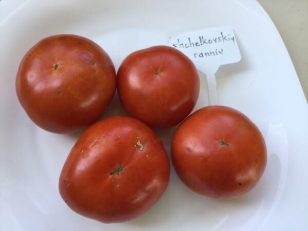 Shchelkovskiy Ranniy Tomato Seeds