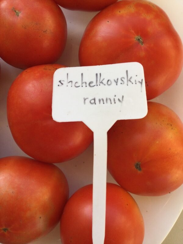 Shchelkovskiy Ranniy Tomato Seeds