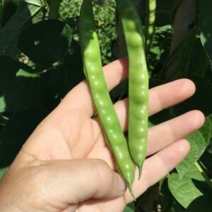 Grady Bailey Greasy Cutshort Pole Bean Seeds