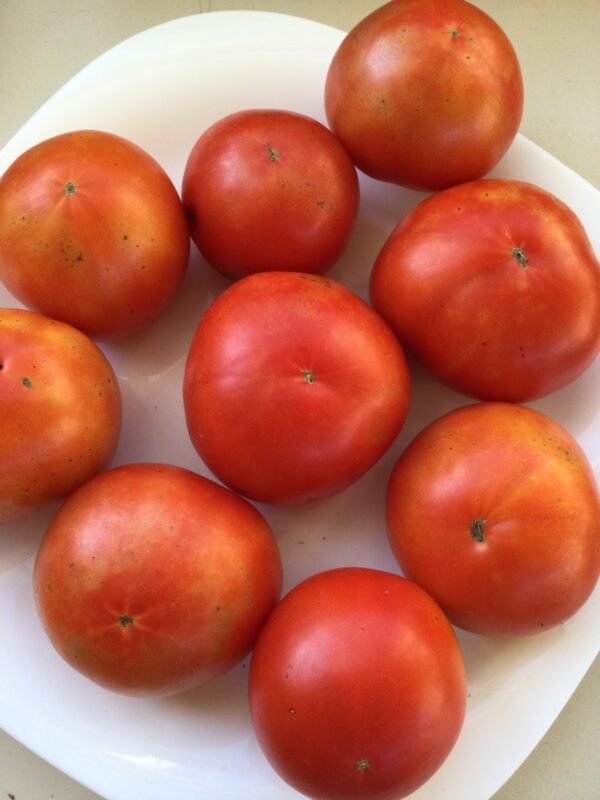 Shchelkovskiy Ranniy Tomato Seeds