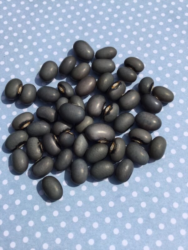 Blue Spitball Pole Bean Seeds