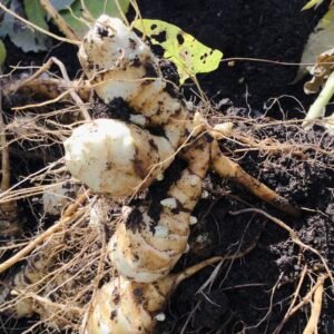 Clearwater Jerusalem Artichoke Tubers