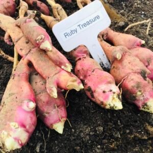 Ruby Treasure Jerusalem Artichoke Tubers